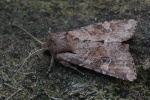 Ackerrand-Grasb�scheleule (Apamea sordens)