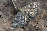 Holunderz�nsler (Anania coronata)