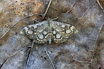 Holunderz�nsler (Anania coronata)