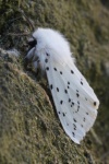 Wei�e Tigermotte (Spilosoma lubricipeda)