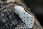 Wei�e Tigermotte (Spilosoma lubricipeda)