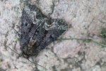 Striegel-Halmeulchen (Oligia strigilis)