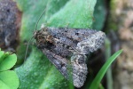 Striegel-Halmeulchen (Oligia strigilis)