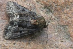 Striegel-Halmeulchen (Oligia strigilis)
