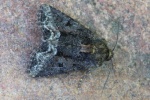Striegel-Halmeulchen (Oligia strigilis)