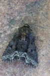 Striegel-Halmeulchen (Oligia strigilis)
