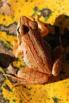 Moorfrosch (Rana arvalis)