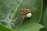 Raubspinne (Pisaura mirabilis)