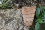 Dreilinieneule (Charanyca trigrammica)