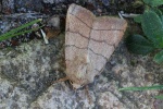 Dreilinieneule (Charanyca trigrammica)