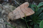 Dreilinieneule (Charanyca trigrammica)