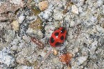 Scharlachroter Stublingskfer (Endomychus coccineus)