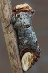 Mondvogel (Phalera bucephala)
