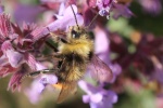 Wiesenhummel (Bombus pratorum)