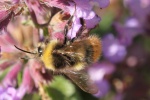 Wiesenhummel (Bombus pratorum)