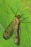 Skorpionsfliege (Panorpa communis)