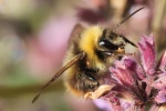 Wiesenhummel (Bombus pratorum)