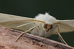 Holunderspanner (Ourapteryx sambucaria)