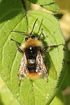 Wiesenhummel (Bombus pratorum)