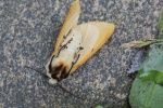 Gelbe Tigermotte (Spilarctia lutea) - R�ckenlage