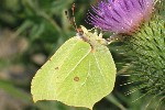 Zitronenfalter (Gonepteryx rhamni)