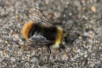 Wiesenhummel (Bombus pratorum)