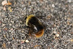 Wiesenhummel (Bombus pratorum)