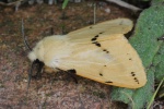 Gelbe Tigermotte (Spilarctia lutea)