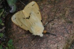 Gelbe Tigermotte (Spilarctia lutea)