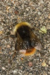 Wiesenhummel (Bombus pratorum)