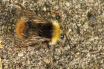 Wiesenhummel (Bombus pratorum)