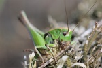 Warzenbeier (Decticus verrucivorus)