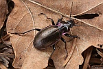 Hainlaufkfer (Carabus nemoralis)