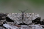 Rauten-Rindenspanner (Peribatodes rhomboidaria)