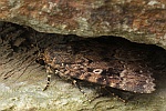 Pyramideneule (Amphipyra pyramidea)