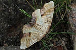 Hobelspanner (Plagodis dolabraria)