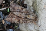 Gro�e Grasb�scheleule (Apamea monoglypha)