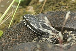 Kreuzotter (Vipera berus)