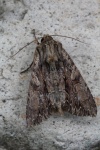 Gro�e Grasb�scheleule (Apamea monoglypha)