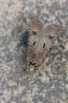 Ausrufungszeichen-Erdeule (Agrotis exclamationis)