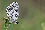 Schachbrett (Melanargia galathea)