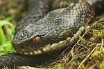 Kreuzotter (Vipera berus)