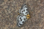 Brennnesselz�nsler (Anania hortulata)