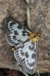 Brennnesselz�nsler (Anania hortulata)