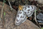 Brennnesselz�nsler (Anania hortulata)