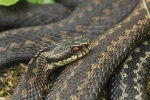 Kreuzotter (Vipera berus)