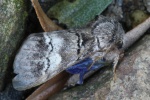 Wei�binden-Zahnspinner (Drymonia querna)
