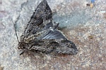 Gro�e Grasb�scheleule (Apamea monoglypha)