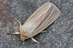 Stumpffl�gel-Graseule (Mythimna impura)