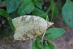 Brauner Eichenwickler (Aleimma loeflingiana)